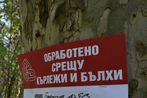 В Свищов започва третирането на тревните площи срещу кърлежи и бълхи